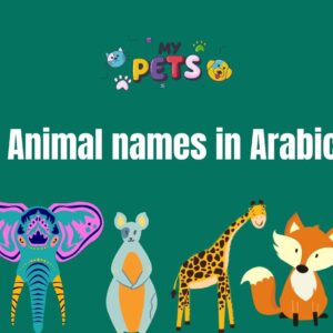 Learn Arabic: Animal names in Arabic